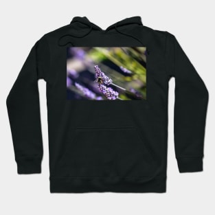 Bee on lavender Hoodie